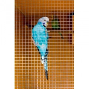 Cage & Aviary Welded Panel - 0.6 x 0.9m Mesh size: 13x13mm Cage & Aviary Welded Panel - 0.6 x 0.9m Mesh size: 13x13mm